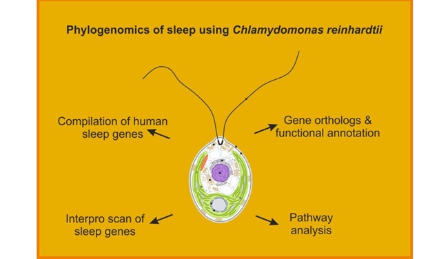 Groundbreaking Study Reveals Evolutionary Origins of Sleep in Single-Celled Algae