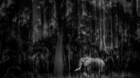 Indian Wildlife Photographer Rahul Sachdev Receives Highly Commended Honour at Wildlife Photographer of the Year 2025