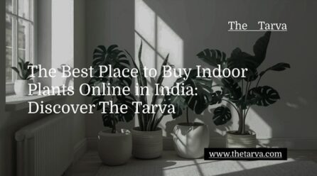 The Best Place to Buy Indoor Plants Online in India: Discover The Tarva